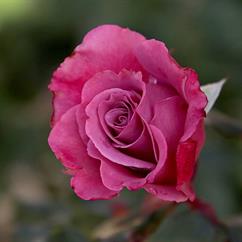Pink Rose-2
